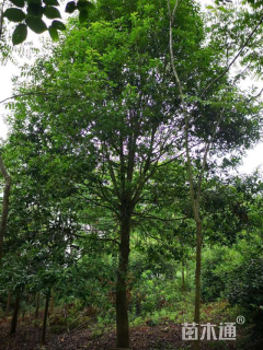 16公分红果冬青