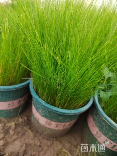 高度30厘米墨西哥羽毛草