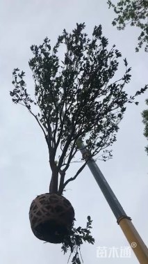 高度600厘米丛生胡柚