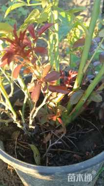 高度50厘米丰花月季