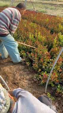 高度30厘米天鹅绒紫薇