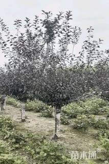 9公分紫叶矮樱