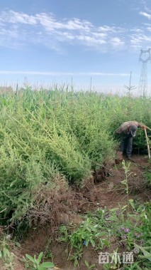 高度100厘米云杉