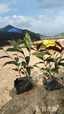 高度20厘米红背桂