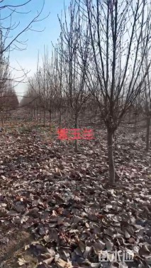 10公分紫玉兰