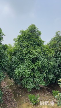 高度350厘米中华石楠