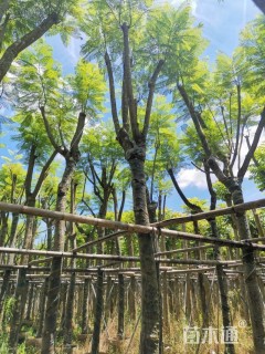 8公分蓝花楹
