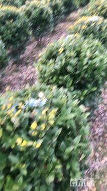 冠幅100厘米金森女贞球