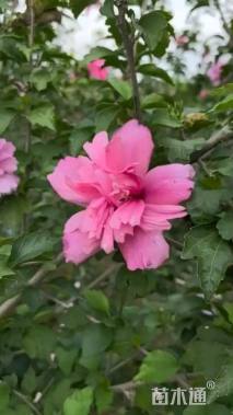高度180厘米木槿
