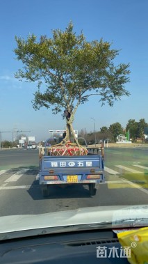 高度350厘米瓜子黄杨