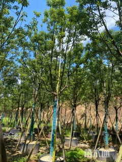 12公分香樟