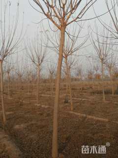 7公分金叶复叶槭