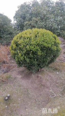 冠幅180厘米瓜子黄杨球