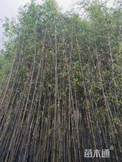 地栽苗紫竹