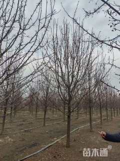 14公分彩叶豆梨