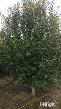 10公分绚丽海棠