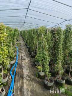 200厘米藤本月季