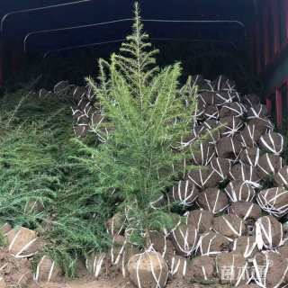 高度700厘米雪松