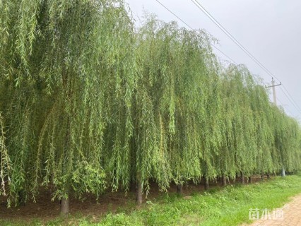 15公分金丝垂柳