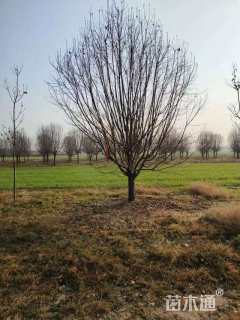 14公分绚丽海棠