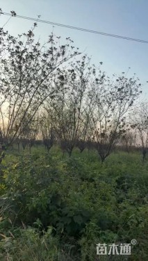 6公分榆叶梅