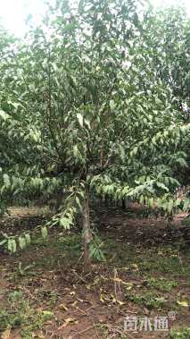 12公分菊花碧桃