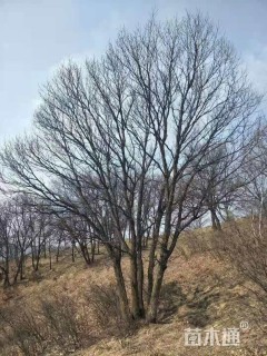 高度1000厘米丛生蒙古栎