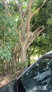 36公分黄葛树