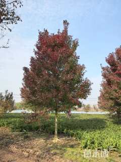 18公分美国红枫