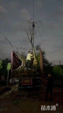 10公分凤凰木