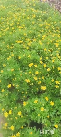 高度30厘米木春菊