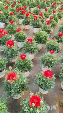 高度20厘米花毛茛