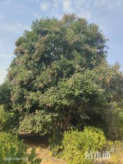 高度700厘米丛生大叶女贞