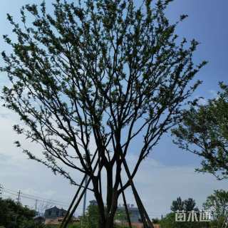 50公分丛生朴树