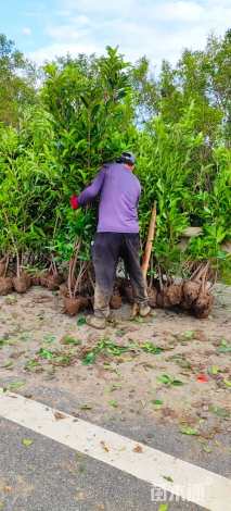 高度150厘米法国冬青