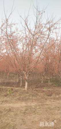 高度250厘米印第安魔力海棠