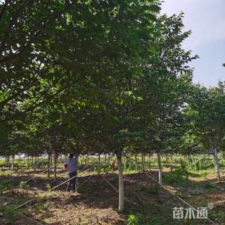 12公分阳光樱