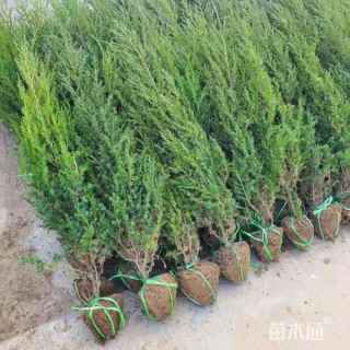 高度80厘米刺柏