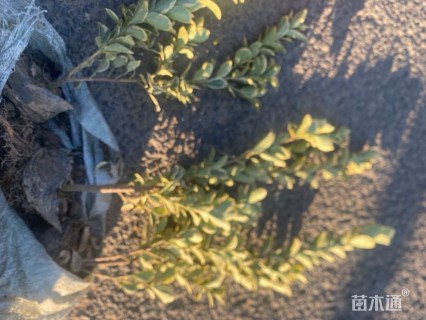 高度45厘米金边黄杨