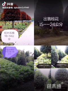 20公分桂花