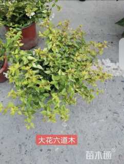 高度20厘米六道木