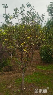 12公分八棱海棠