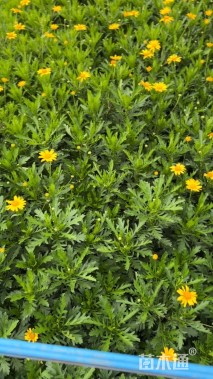 高度30厘米木春菊