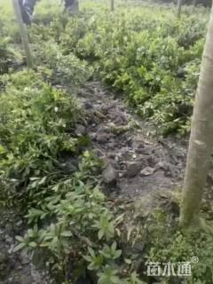高度25厘米毛鹃