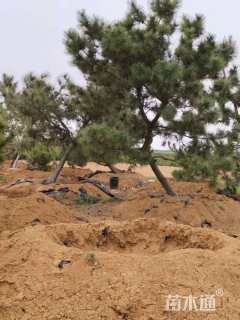 高度390厘米黑松