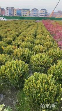 冠幅80厘米小叶黄杨球