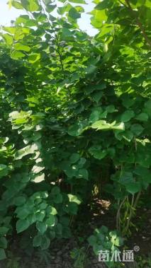 高度200厘米丛生紫荆