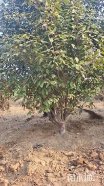 高度300厘米丛生红叶石楠