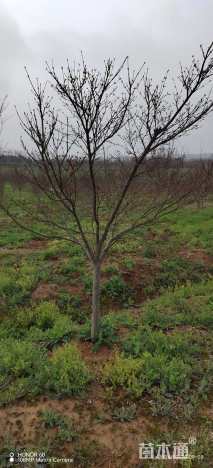 10公分日本红枫