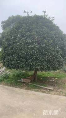 12公分桂花